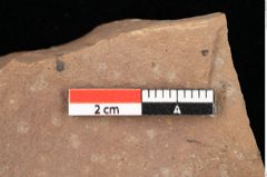 Foto (Detailansicht) von Pinus ciliata Ettingshausen (NHMW-GEO-2024-0188-0320)